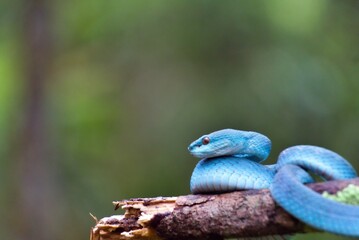 blue viper snake, coiled on a tree in the sun in the forest