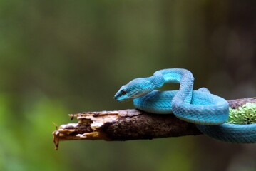 blue viper snake, coiled on a tree in the sun in the forest