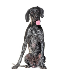 German Shorthaired Pointer Panting, isolated on white