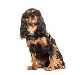Cavalier King Charles Spaniel wearing a dog harness, isolated on white
