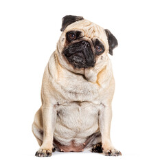 Pug sitting looking at he camera against white background
