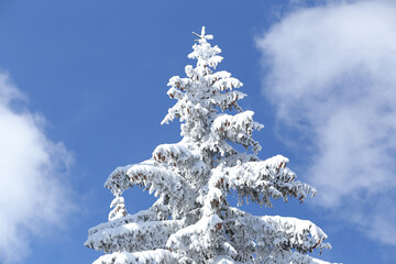 Alone fir tree heavily covered with fresh snow against blue sky.