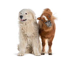 Maremma Sheepdog and Falabella Miniature Horse side by side, isolated in white