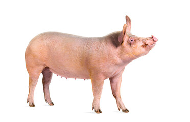 Side view of a Domestic pig looking up, isolated on white © Eric Isselée