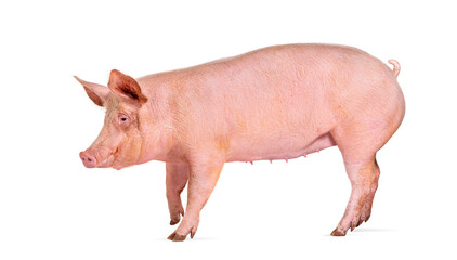 Side view of a Domestic pig, isolated on white