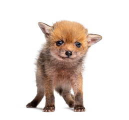 Obraz premium Sitting five weeks old Red fox cub looking at the camera, isolated on white