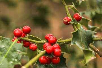 Horizontal photo of ripe red Ilex aquifolium fruits - European Holly or Christmas Holly tree in the forest. Selective focus with blurry nature background