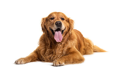 Lying dowwn Golden retriever Panting, isolated on white