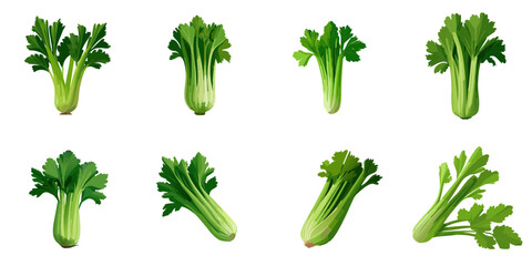 Vector illustration of multiple celery