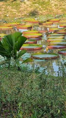 Victoria Lotus or Kradong Lotus, in the pond.