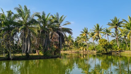 Fototapeta na wymiar Lake surrounded by tropical coconut palm trees.
