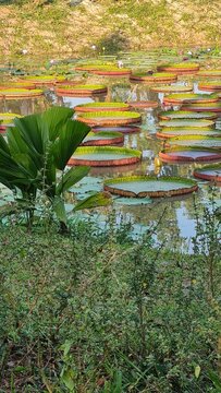 Victoria Lotus or Kradong Lotus, in the pond.