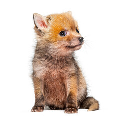Sitting five weeks old Red fox cub looking up, isolated on white