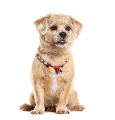 Mongrel Dog wearing a hippie collar, isolated on white