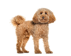 Standing Poodle looking at the camera, isolated on white
