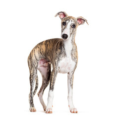 Young Whippet, four months old, standing and looking at the camera in front of white background