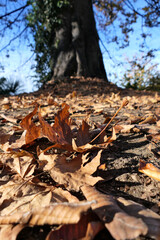 autumn leaves in the forest