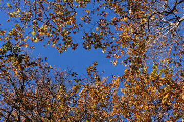 autumn leaves against blue sky