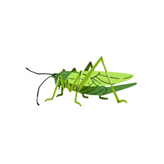 Grasshopper, hopper bug, wild cricket, green locust. Insect with long legs. Small jumping animal. Macro nature, grass fauna. Flat isolated hand drawn vector illustration on white background