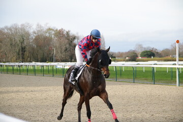 Courses hippiques à l'hippodrome de Pau - France