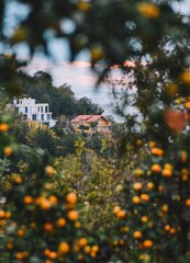 Tangerine picking in the garden for background