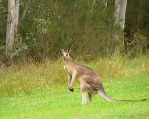 kangaroo in the park