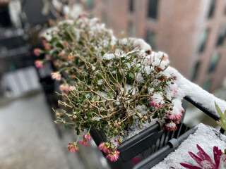 Beautiful blooming pink frozen Chrysanthemum flowers in white winter snow in decorative flower pot...