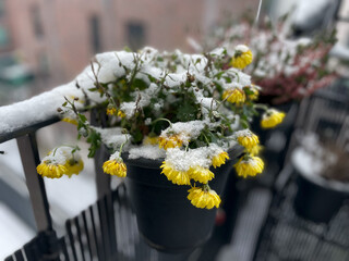 Beautiful blooming yellow frozen Chrysanthemum flowers in white winter snow in decorative flower...