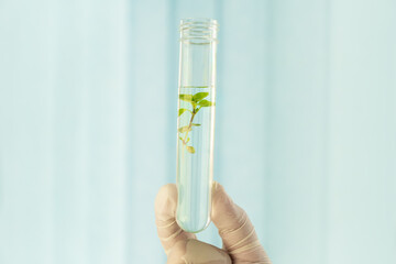 studying plants in the laboratory. Growing GMOs in the laboratory. Close up of unrecognizable male...
