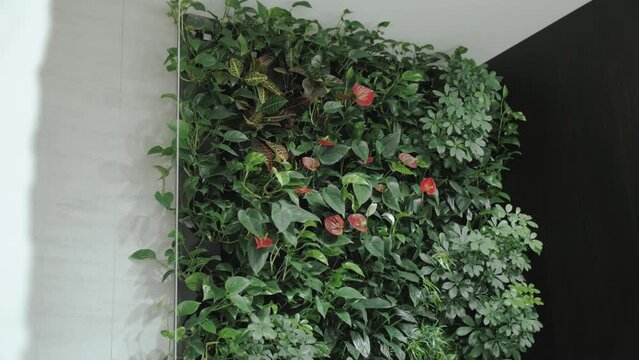 Close-up green living room with vertical garden, house plants, green wall with flowers as part of interior design, slow motion