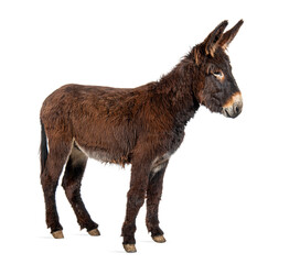 Side view of a Martina Franca donkey, isolated on white