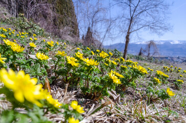 早春の野に咲く福寿草