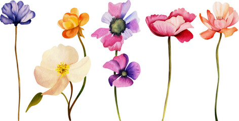 Flower watercolor illustration set