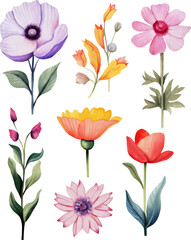 Flower watercolor illustration set