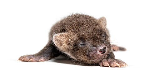One months old Beech marten eyes close, isolated on white