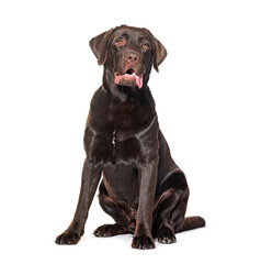 Chocolat Labrador, isolated on white