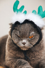 Close-up gray short-haired cat in a green deer antlers on a light background. Pet's portrait. Christmas greetings card, front view