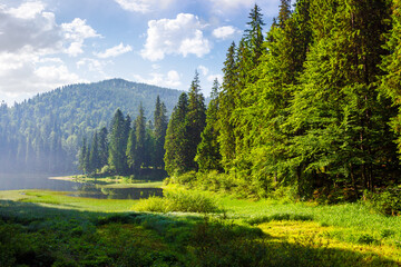 forested mountainous summer landscape. green scenery of synevyr lake in carpathian coniferous woods...