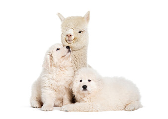 eight weeks ols puppies Maremma being impregnated with a young alpaca, together, isolated on white