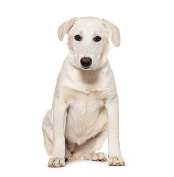 Mongrel Dog, isolated on white