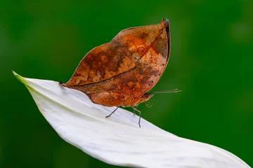Schilderijen op glas Dead leaf butterfly , Kallima inachus, aka Indian leafwing, standing wings folded on a bamboo branch, dead leaf imitation. © blackdiamond67