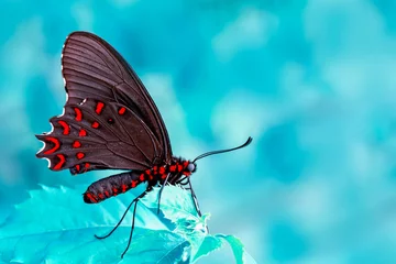  Macro shots, Beautiful nature scene. Closeup beautiful butterfly sitting on the flower in a summer garden. © blackdiamond67