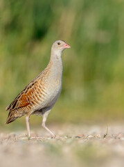 Corn crake - male bird at a meadow in the beginning of the summer