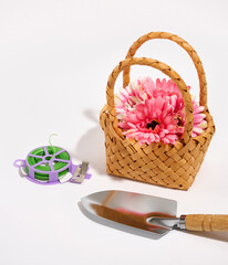Fototapeta na wymiar Garden shovel with wooden handle, flowers in a basket and plastic green garden ribbon for tying and securing plants, vegetable garden work.