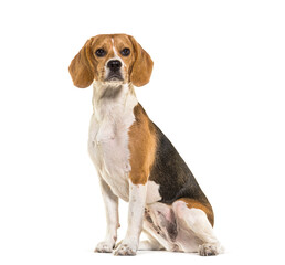 Beagle dog sitting, looking away, against white background