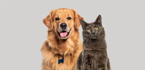 Fotobehang Happy panting Golden retriever dog and blue Maine Coon cat looking at camera, Isolated on grey © Eric Isselée