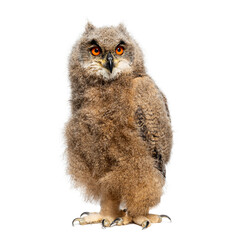 One month Eurasian Eagle-Owl chick, Bubo bubo, looking at the camera, isolated on white