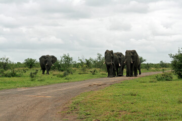 Group of four elephant bulls taken in Kruger National Park