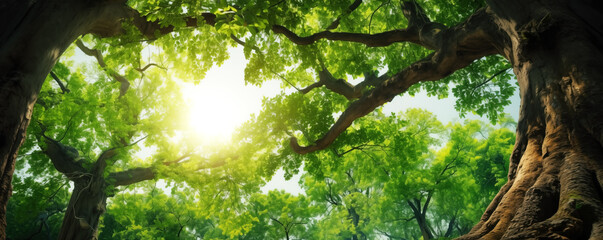 Panoramic illustration of beautiful old tree with lush green foliage in summer.