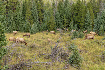Naklejka na ściany i meble Large herd of wapiti grazing at the side of the road during the late afternoon in the Rocky Mountains National Park